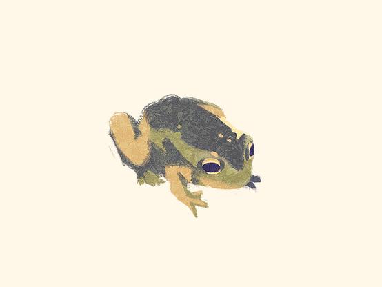 Illustration of a small frog.
