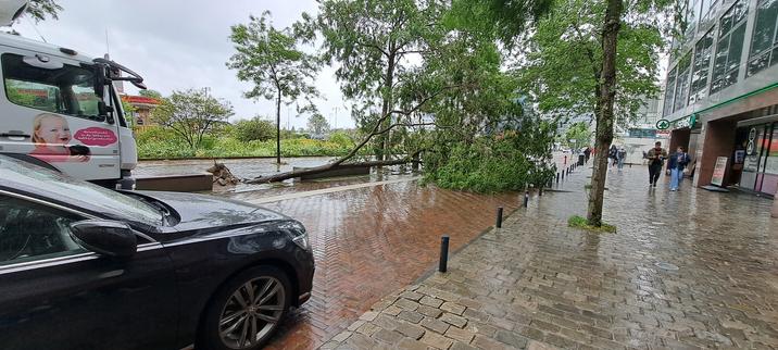 Omgevallen boom over de weg bij Sloterdijk.