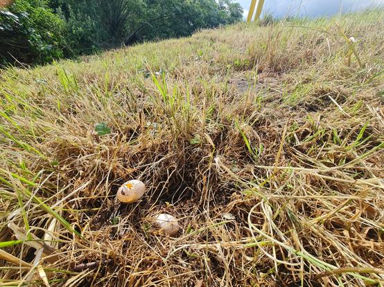 Eendennest dat kapot is gemaaid in wegberm.