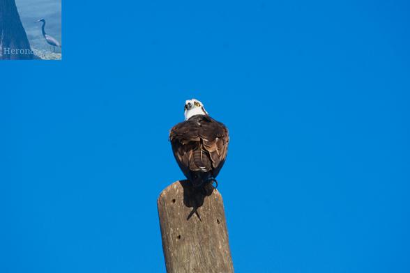 An outdoor, daytime photograph of an American Osprey, a bird of prey with brown feathers on its body and white feathers on its head, perched on top of a wooden pole.