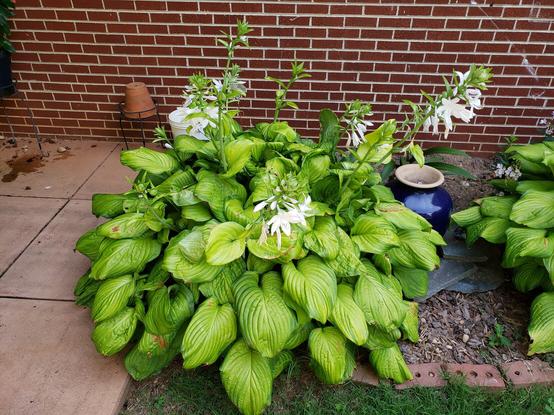 Large variegated hosta in bloom