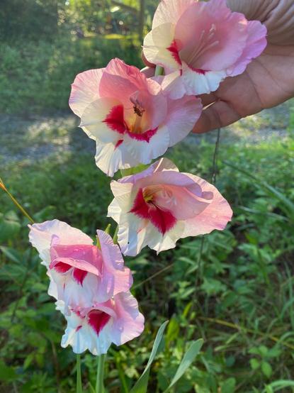 Photo shows a hand holding a gladiolus flower spike. The flowers have white petals at the bottom, light pink at the top, and a bright pink in the middle.