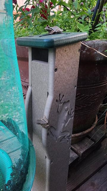 Side view of a tree frog house with a baby frog on the side and an adult tree frog on the top