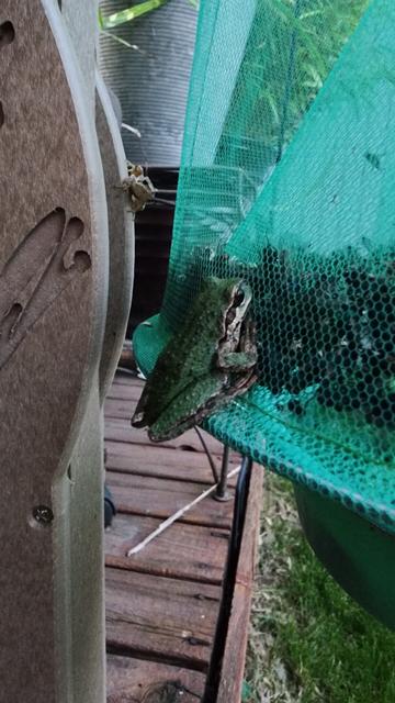Frog on the hanging fly trap and the smaller frog on the side of the tree frog house looking on
