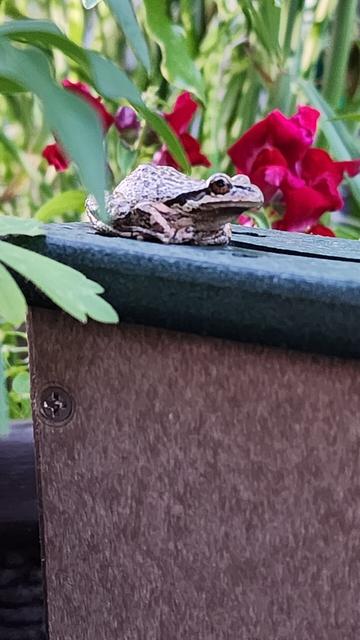 Closer shot of the adult tree frog on the top of the tree frog house