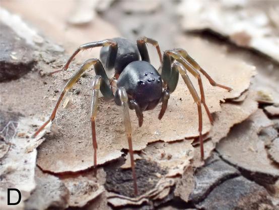 Mallinella shahu sp. n., living specimen; female.