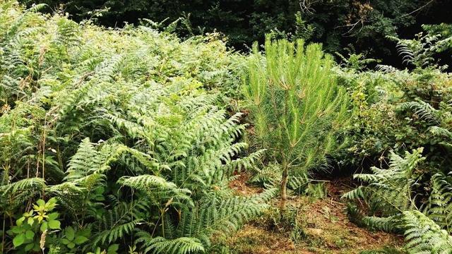 Young pine tree surrounded by bracken, small clearing around it