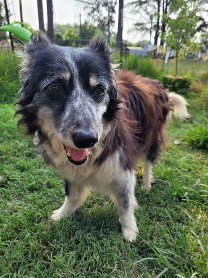 Adorable old grey-muzzled sheepdog, standing next to a field staring at something behind the photographer.