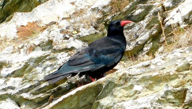 A Chough amongst the rocks of its clifftop home. The plumage looks black, but as with other corvids if the light is right other colours can be seen. In this case, some of the wing feathers are reflecting a green-blue colouration. The Chough has a red/orange, curved beak and legs of the same colour.