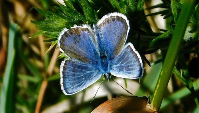 A Silver-studded Blue butterfly seen from above with wings fully open. The wings are sky-blue, with black towards the outer edges and white borders.