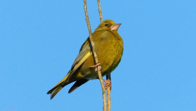 Looking up at a male Greenfinch, with his short, thick beak, green plumage and yellow wing bars, against the backdrop of a blue sky.