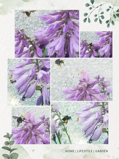 Collage of 6 photos. All have a bumblebee in action - flying, hovering & feeding on purple hosta flowers.