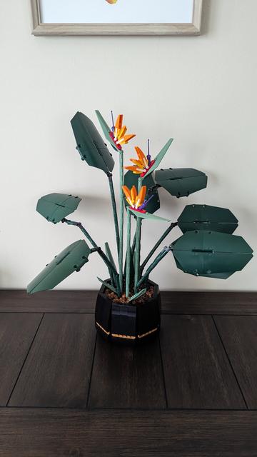 Completed Lego birds of paradise set.