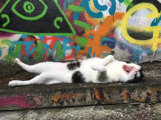 Hier gähnt ein schwarz weisser Kater. Er liegt ausgestreckt am Rücken auf einem Mauersims, dahinter avvlätternde awand mit Grafitti
