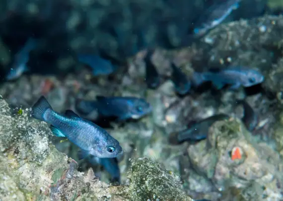 Several small fish next to a rocky surface