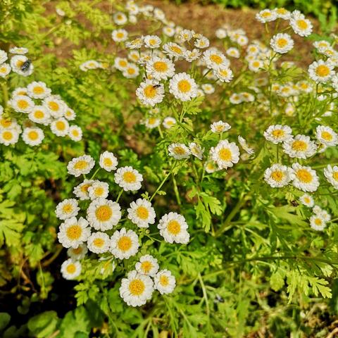 Clusters of small white flowers with yellow centres.