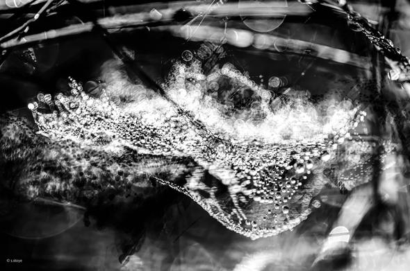 black and white photography in landscape format, dark and rich in contrast. several delicate spider webs hang across the picture format. they are visible through the many dewdrops that have caught in the nets and shine in the light like translucent pearls. reflection effects and bokeh add additional effects to the photo. by overexposure of several different photos with dewdrop covered spider webs everything looks like a complex structure of light and water.