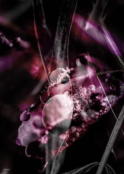 color photography in portrait format. superimposed exposure of macro photos of leaves and blades of grass, on whose water-repellent surfaces water droplets sit like pearls and glitter in the light. Due to the different photos, the overall structure appears complete and the eye follows individual rows of water drops without being able to identify a single shape at first glance. the color spectrum of this photo is in the reddish range.