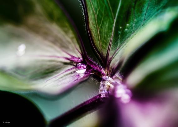 color photography in portrait format. superimposed exposure of macro photos of shamrocks on whose water-repellent surface a drop of water sits like a pearl and glitters in the light. the different photos give you the effect of being filtered through tears in your eyes. the edges of the leaves are almost violet, the gently blurred leaf surfaces are intense green while the dew deop glitters also violet.