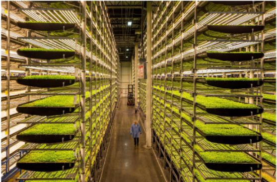 A vertical fam: it's some stacks of plants growing in a huge warehouse in vertical lines with led lighting for each floor. a person is walking in the middle looking like the height might be of 4 people, 8meters