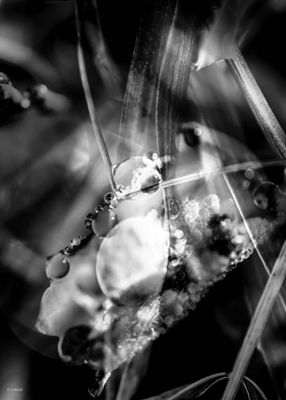black and white photography in portrait format. superimposed exposure of macro photos of leaves and blades of grass, on whose water-repellent surfaces water droplets sit like pearls and glitter in the light. Due to the different photos, the overall structure appears complete and the eye follows individual rows of water drops without being able to identify a single shape at first glance.