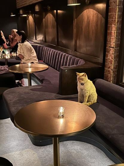 A sad/annoyed looking orange cat sits in a booth at bar, alone among happy groups of people, starring at the empty table