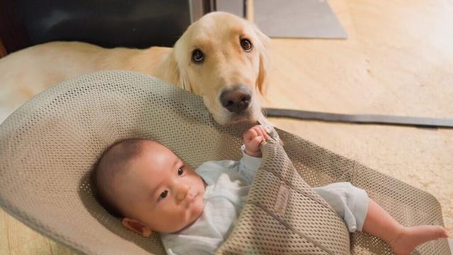 0歳児＆大型犬2頭と暮らす夫婦の朝が忙し過ぎるw【モーニングルーティーン】