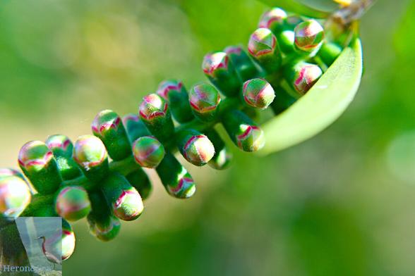 An outdoor, daytime photograph of green knobs on a wood stem. The background of green leaves is out of focus.
