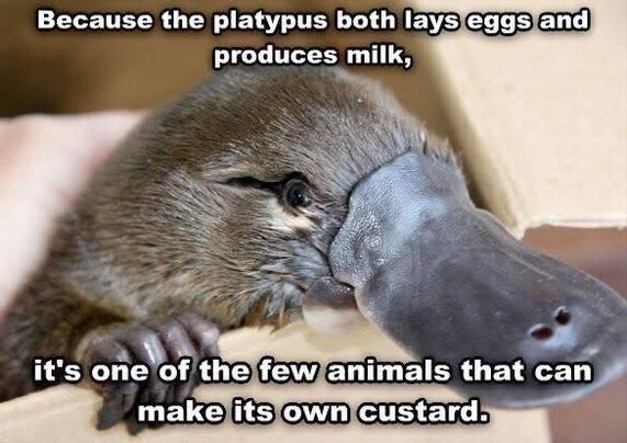 Platypus meme