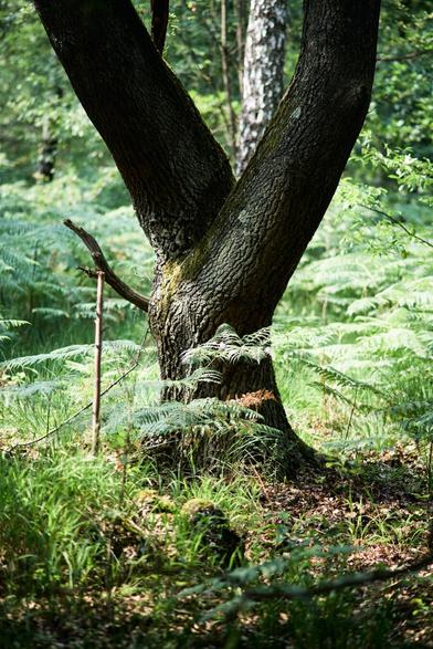 #photography #wahnerheide