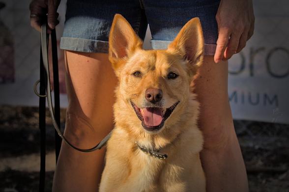 A yellow working dog sits looking directly at the camera with pricked ears and a big open smile. He is sitting between his owners legs and the sun is shining on his right-hand side making his fur shine. 

The photo is cropped in, so only his head and upper body is in frame, along with the knees and thighs of his owner.

Normally at this point I would add an amusing observation from the day of the photo, or make an attempt to psychoanalyse the dogs state of mind based on their facial expression. However, in this case, I would simply describe him as 'happy'. I have many other pictures of this pup, so I will endeavour to craft a witty observation for the next image I post.