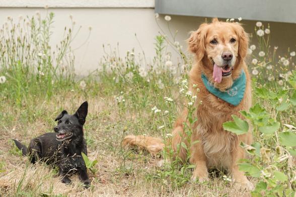 Zwei Therapiebegleithunde auf der Wiese vor dem SLUB TextLab. Sie sitzen im hohen Gras. Der linke Hund ist klein und schwarz. Der rechte Hund ist groß und hellbraun. Er trägt ein türkises Halstuch mit einer Bretzel.