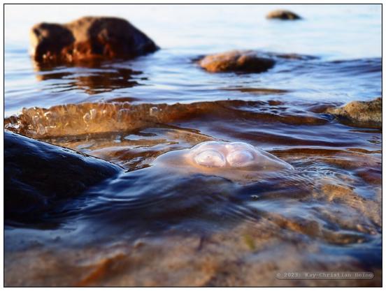 Eiszeitliche Findlinge liegen im flachen Wasser vor dem Ostseestrand, nur ganz kleine Wellen plätschern ans Ufer, die tiefstehende Abendsonne beleuchtet die Szene mit warm-rötlichem Licht, im Vordergrund treibt eine Qualle langsam an den Spülsaum heran; tiefe Kamerahaltung nur wenige Zentimeter über der Wasseroberfläche