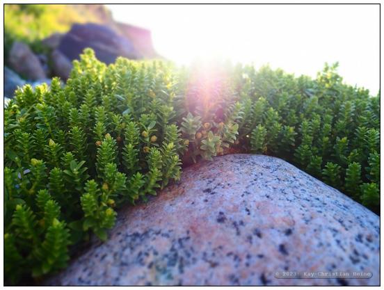 Grüne, fleischige, bodeneckende Pflanzen überranken im Gegenlicht der tiefstehenden Sonne einen großen Stein am Strand, Makroaufnahme.