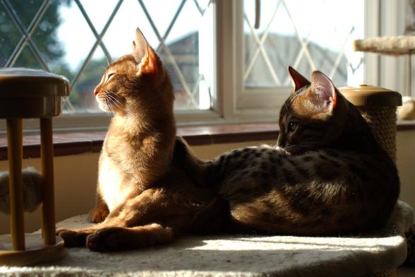 Two kittens lounging next to one another on a platform next to a window. The one on the left of frame has lifted his front half up to fully enjoy the sunshine blocking it from reaching the one behind on the right.