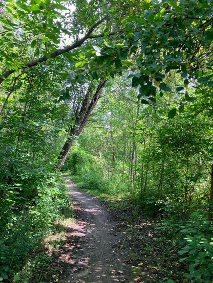 A single track trail of packed mud snakes around a green bend. The trail is littered with yellow leaves and dappled sunlight. The sides of the trail are lush and green with bushes. Tree branches overhang the trail. A few slivers of blue sky peek through the canopy.