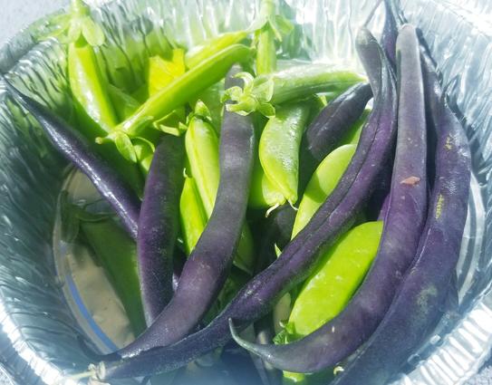Repurposed aluminum take out container, with green snap peas & purple beans. Freshly picked from my garden.