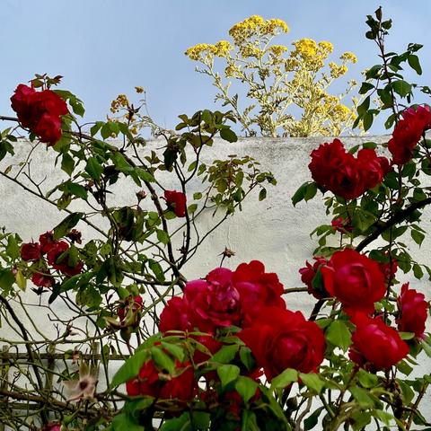 Grey blue sky. Yellow flowers sprouting from a white wall. Red roses in the foreground.