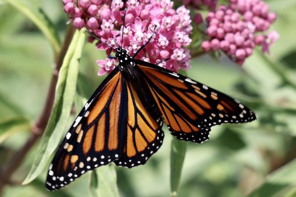 Monarch butterfly hanging onto a cluster of milkweed plant blossoms with the wings open. Full view of the Monarch and half of the bloom cluster with a blurred background