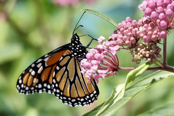 View from the right side of a monarch butterfly drinking from a milkweed flower with a blurred background. Full monarch visible, wings are closed.