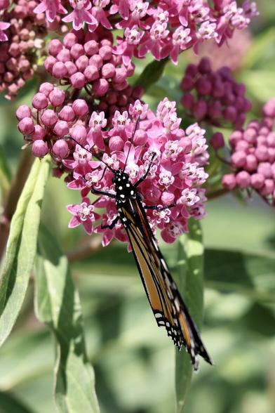 View of a monarch butterfly drinking from a milkweed. The wings are closed