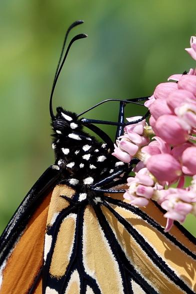 Closeup view of part of a monarch butterfly drinking from a milkweed flower. Scales are visible on the wings of the monarch. The front half of the monarch and part of the flower cluster is visible.
