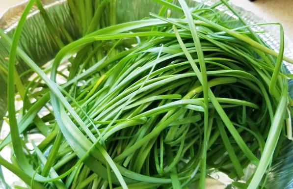Repurposed aluminum take out container, used to hold freshly harvested Chinese garlic chives.