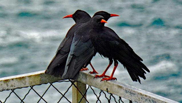 Three cloughs, members of the crow "family" but with red beaks and legs,  huddle on a fence as the wind roars in from the Atlantic below
