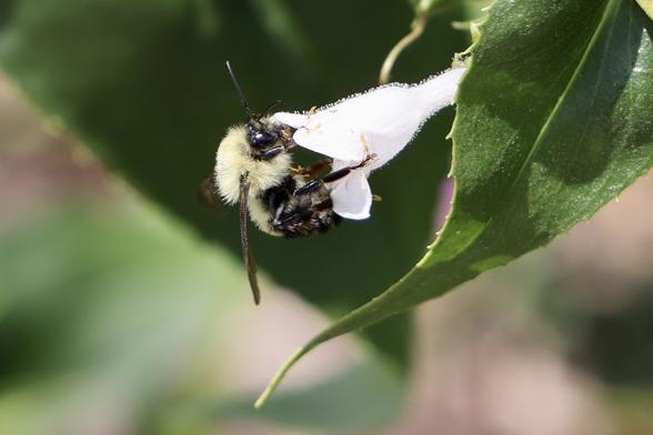 A bee, viewed from the right side on a Penstamon flower, with a leave visible on the right side of the frame. Closeup of bee and flower with a blurred background. Bee body fuzz, pollen grains hairs are visible.