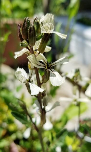Garden rocket arugula - white flowers with black centers.
