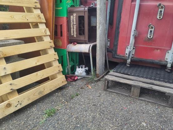 Black and white cat, facing the camera, lying under a stool, under and next to a stack of empty beer crates, in front of a container. A wooden pallet slanted in front of the crates.