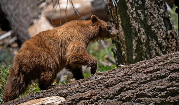 Cinnamon colored Black Bear walking on a large tree in Yosemite National Park with sunlight reflecting off of his coat.