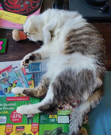 Fluffige Katze, seitlich liegend auf Prospekten, auf dem Holztisch