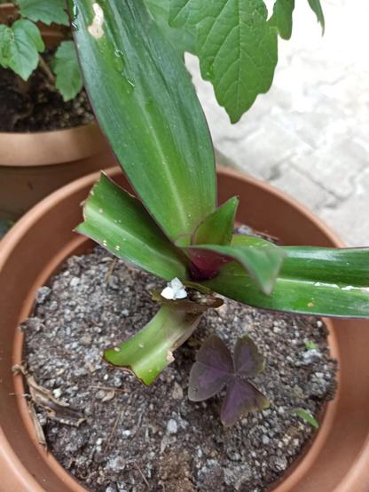 #oxalistriangularis #TradescantiaZebrina